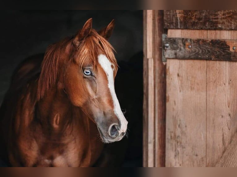 American Quarter Horse Klacz 5 lat Kasztanowata in Gamlitz