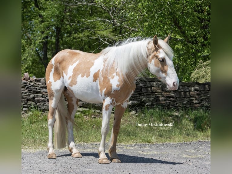 American Quarter Horse Klacz 5 lat Overo wszelkich maści in Everett PA