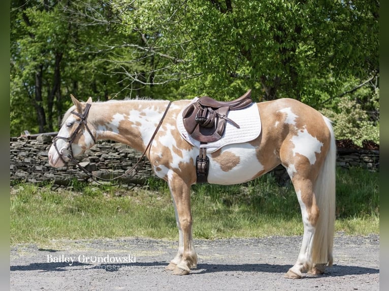 American Quarter Horse Klacz 5 lat Overo wszelkich maści in Everett PA