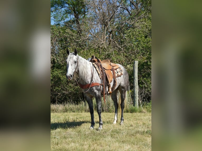 American Quarter Horse Klacz 5 lat Siwa in Corsica