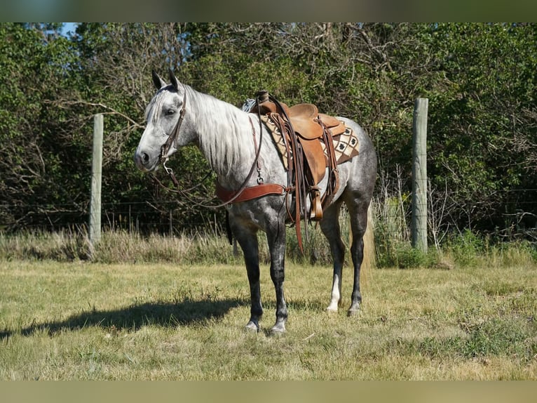 American Quarter Horse Klacz 5 lat Siwa in Corsica