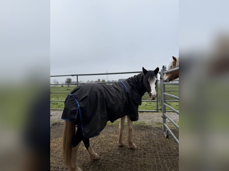 American Quarter Horse Mix Klacz 6 lat 140 cm Overo wszelkich maści in Werneck