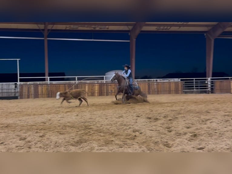 American Quarter Horse Klacz 6 lat 142 cm Cisawa in Gordon