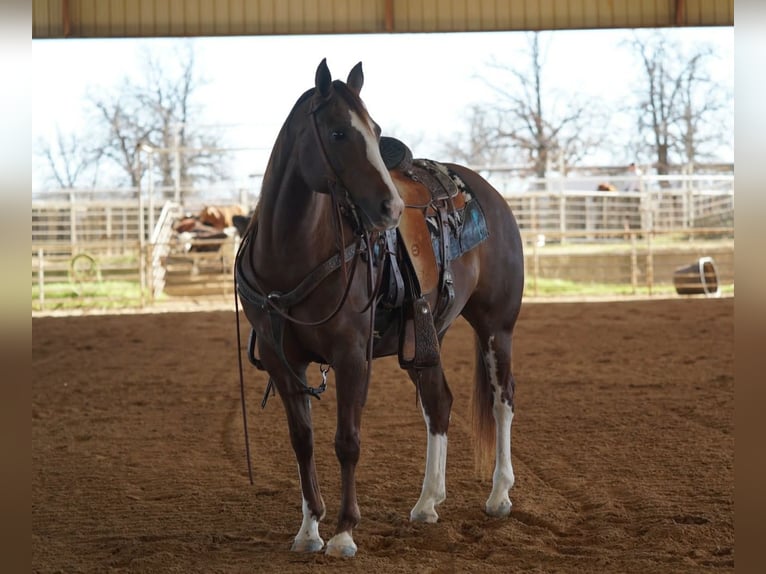 American Quarter Horse Klacz 6 lat 142 cm Cisawa in Gordon