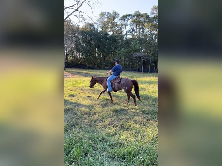 American Quarter Horse Klacz 6 lat 142 cm Gniada in Fort Worth Texas