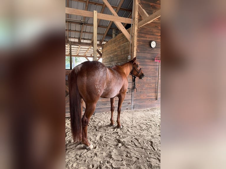 American Quarter Horse Klacz 6 lat 142 cm Gniada in Fort Worth Texas