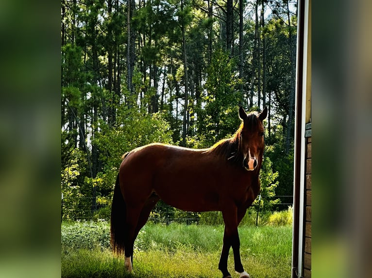 American Quarter Horse Klacz 6 lat 142 cm Gniada in Quitman