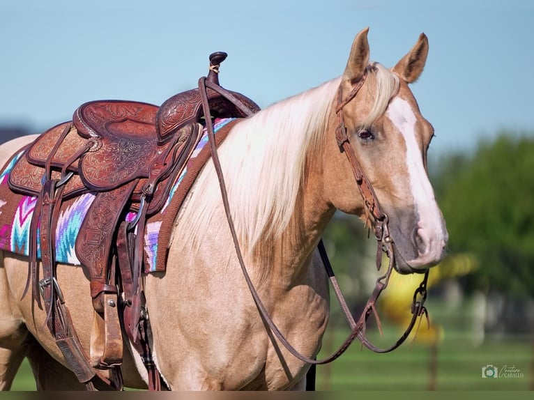 American Quarter Horse Klacz 6 lat 142 cm Izabelowata in Addison, TX