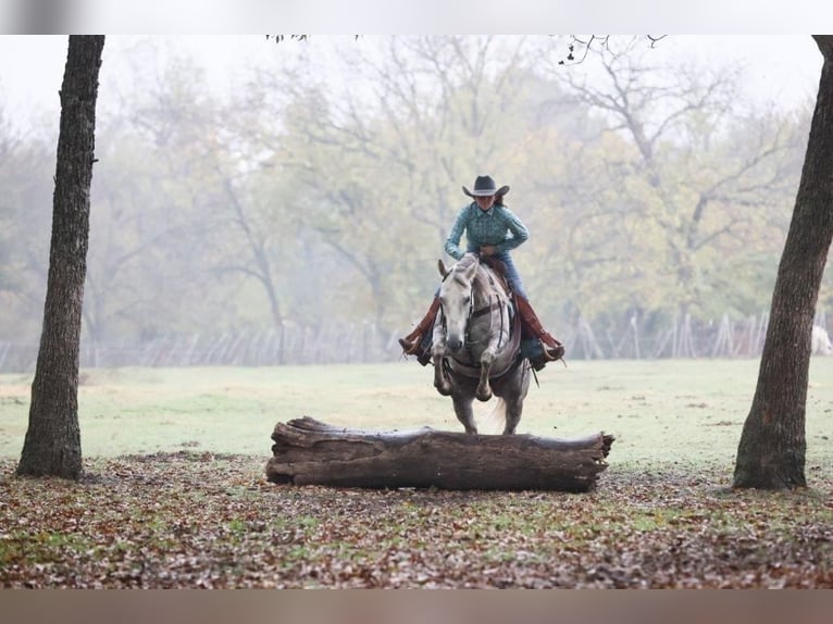 American Quarter Horse Klacz 6 lat 142 cm Siwa in Argyle, TX