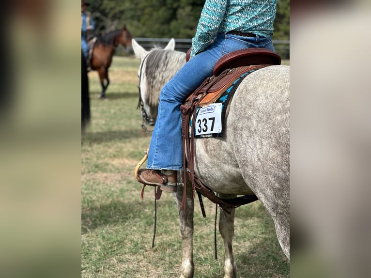 American Quarter Horse Klacz 6 lat 142 cm Siwa in Argyle, TX