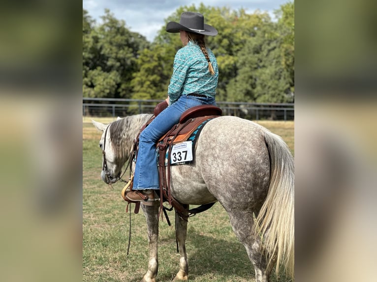 American Quarter Horse Klacz 6 lat 142 cm Siwa in Argyle, TX