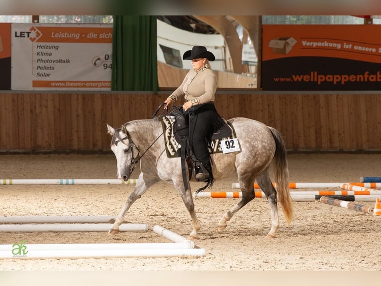 American Quarter Horse Klacz 6 lat 145 cm Siwa jabłkowita in Nidderau