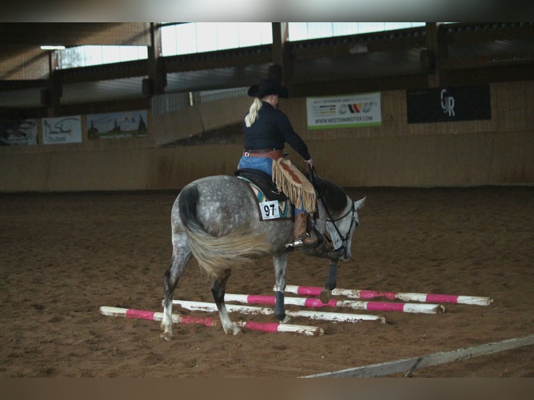 American Quarter Horse Klacz 6 lat 145 cm Siwa jabłkowita in Nidderau