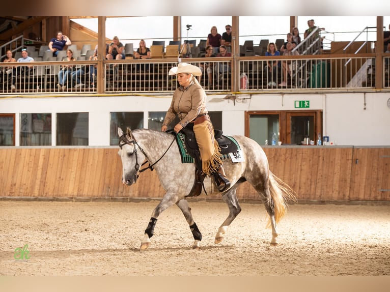 American Quarter Horse Klacz 6 lat 145 cm Siwa jabłkowita in Nidderau