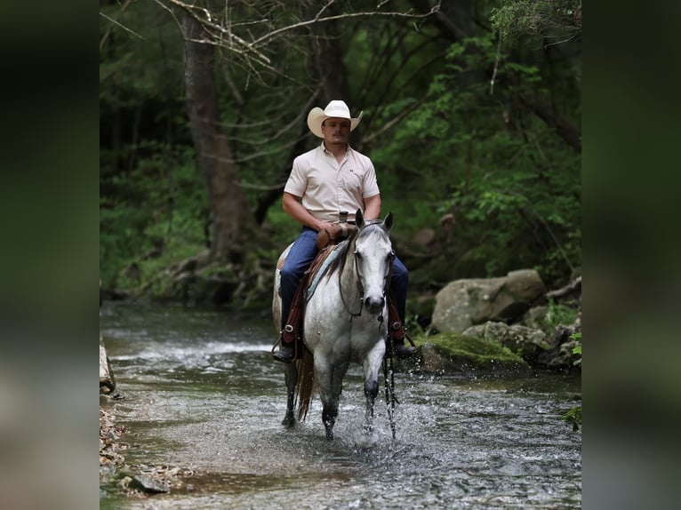 American Quarter Horse Klacz 6 lat 145 cm Siwa in Buffalo, MO