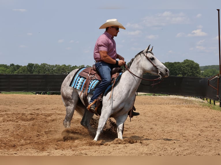 American Quarter Horse Klacz 6 lat 145 cm Siwa in Buffalo, MO