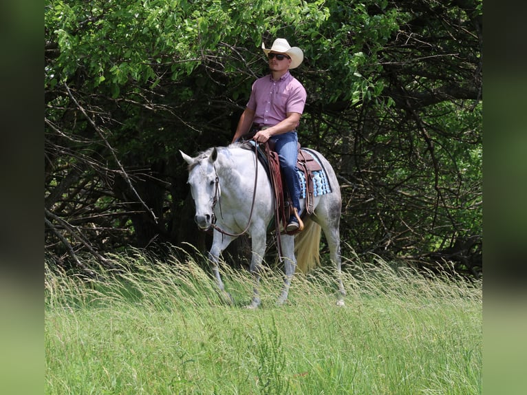 American Quarter Horse Klacz 6 lat 145 cm Siwa in Buffalo, MO