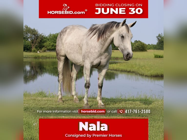 American Quarter Horse Klacz 6 lat 145 cm Siwa in Buffalo, MO