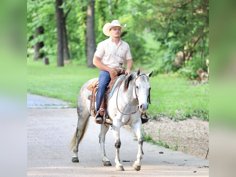 American Quarter Horse Klacz 6 lat 145 cm Siwa in Buffalo, MO