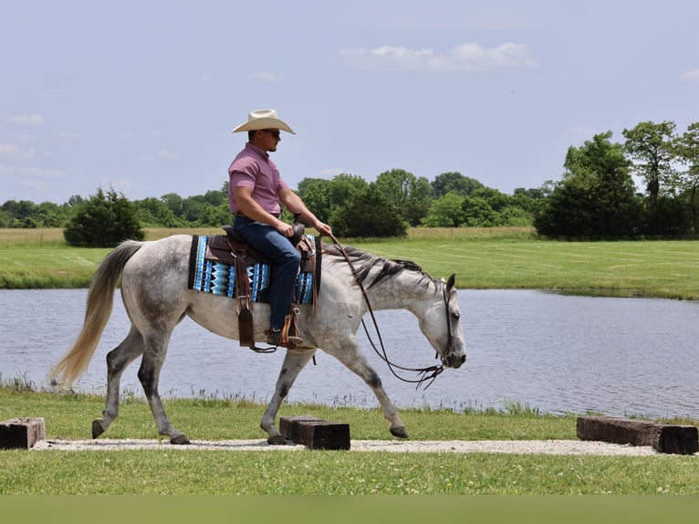 American Quarter Horse Klacz 6 lat 145 cm Siwa in Buffalo, MO