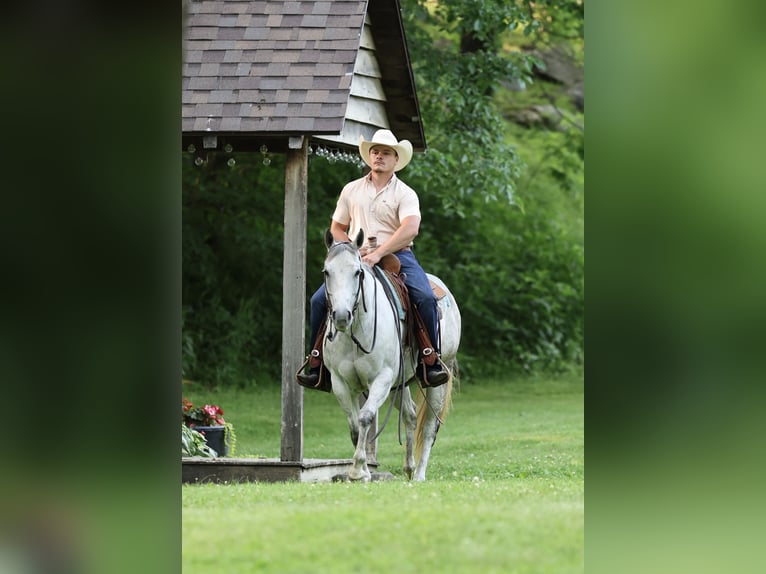 American Quarter Horse Klacz 6 lat 145 cm Siwa in Buffalo, MO