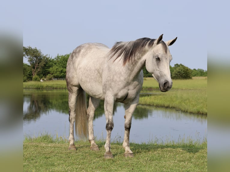 American Quarter Horse Klacz 6 lat 145 cm Siwa in Buffalo, MO