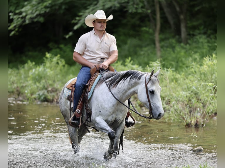 American Quarter Horse Klacz 6 lat 145 cm Siwa in Buffalo, MO