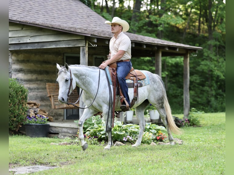 American Quarter Horse Klacz 6 lat 145 cm Siwa in Buffalo, MO