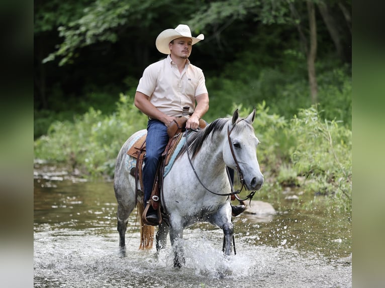 American Quarter Horse Klacz 6 lat 145 cm Siwa in Buffalo, MO
