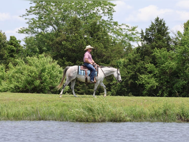 American Quarter Horse Klacz 6 lat 145 cm Siwa in Buffalo, MO