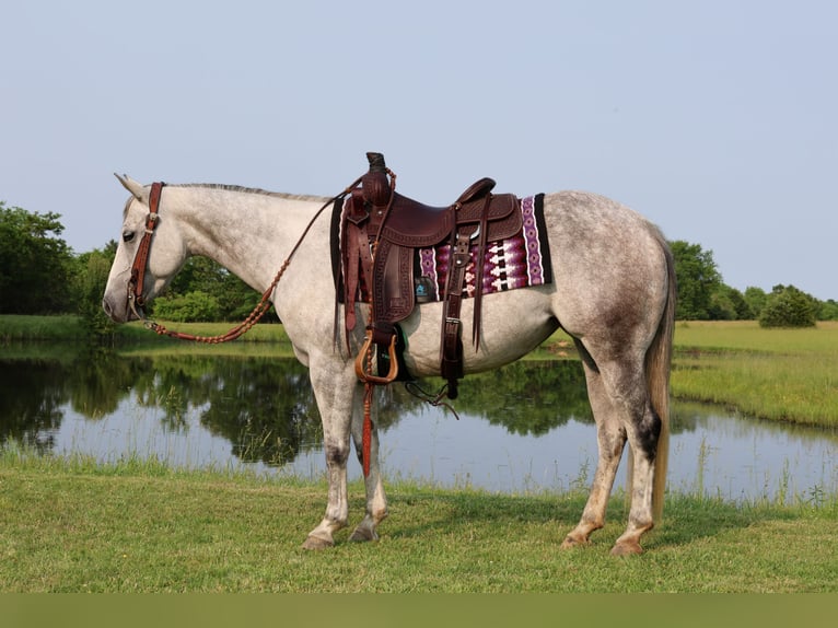 American Quarter Horse Klacz 6 lat 145 cm Siwa in Buffalo, MO