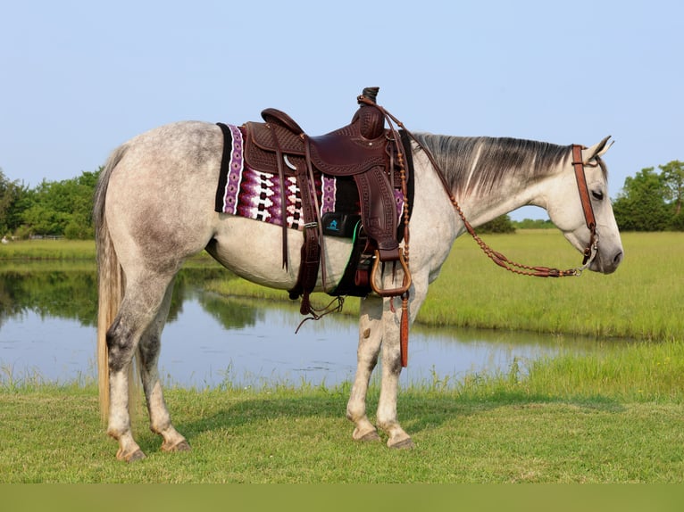 American Quarter Horse Klacz 6 lat 145 cm Siwa in Buffalo, MO