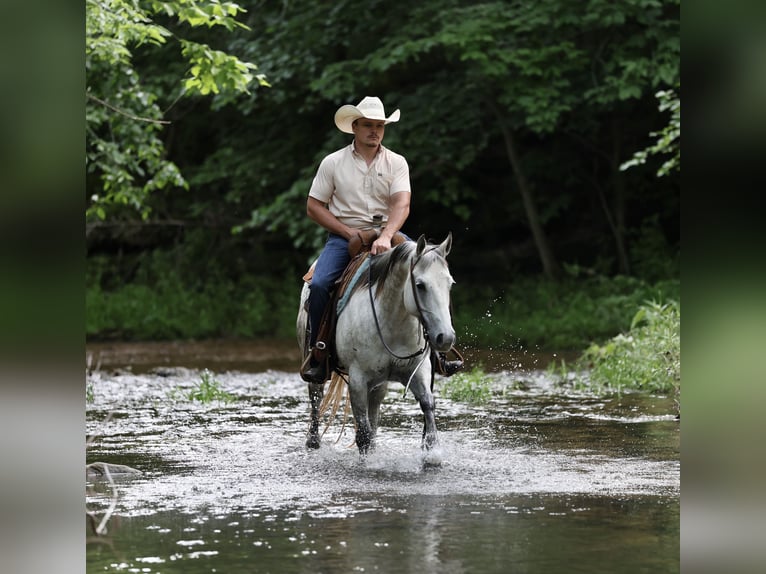 American Quarter Horse Klacz 6 lat 145 cm Siwa in Buffalo, MO