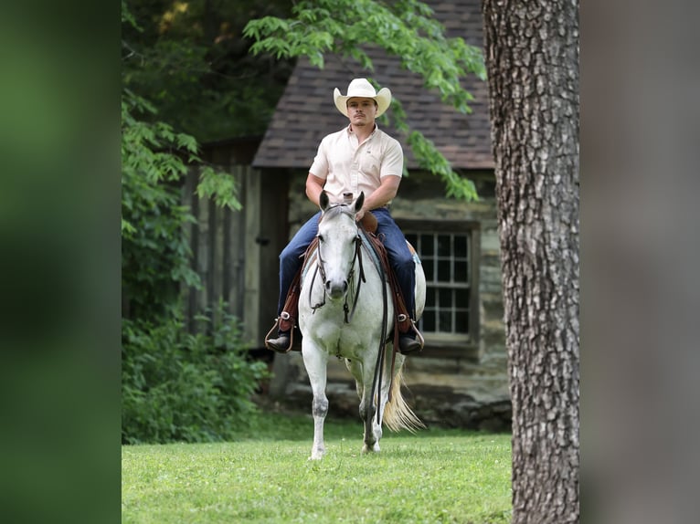 American Quarter Horse Klacz 6 lat 145 cm Siwa in Buffalo, MO