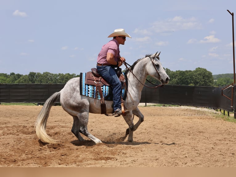 American Quarter Horse Klacz 6 lat 145 cm Siwa in Buffalo, MO