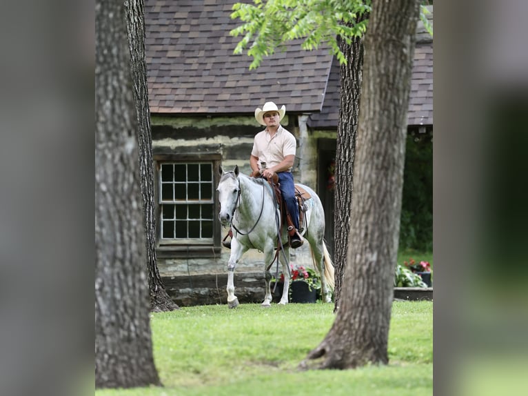 American Quarter Horse Klacz 6 lat 145 cm Siwa in Buffalo, MO