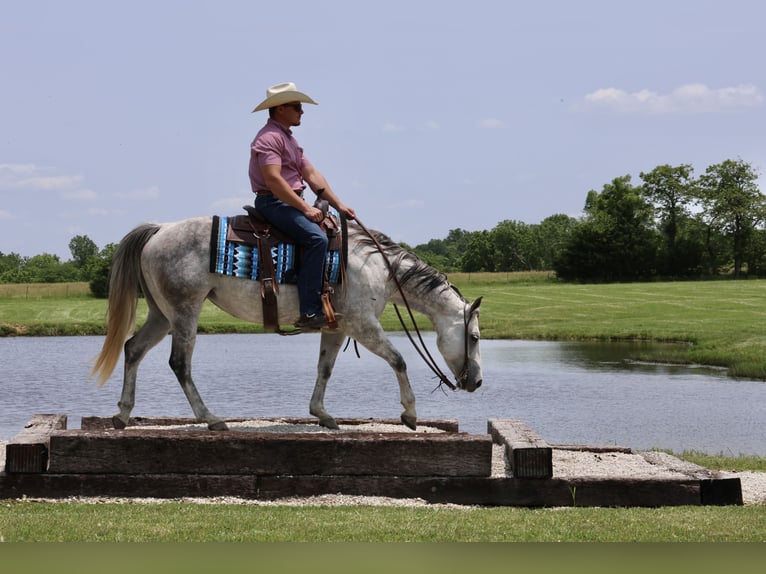 American Quarter Horse Klacz 6 lat 145 cm Siwa in Buffalo, MO