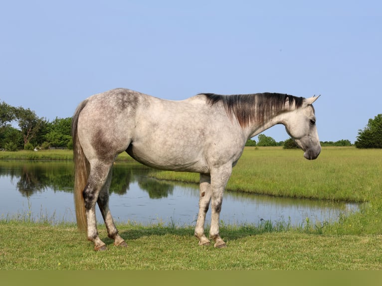 American Quarter Horse Klacz 6 lat 145 cm Siwa in Buffalo, MO