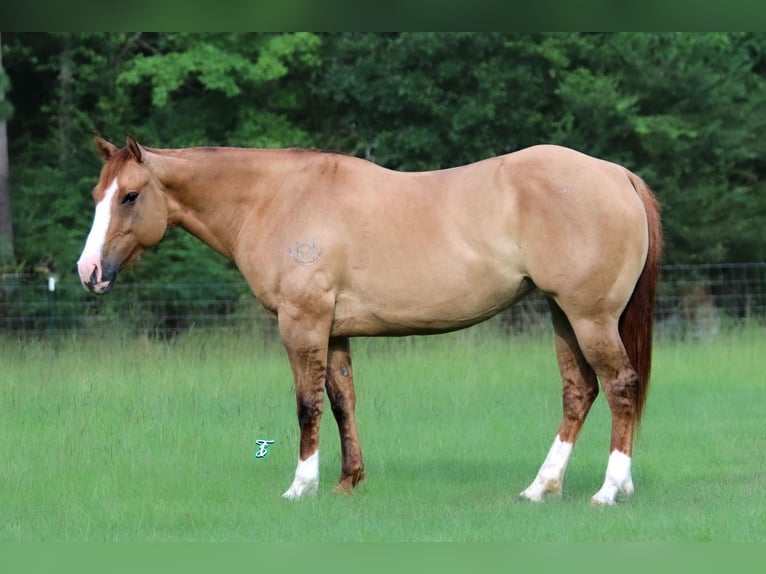 American Quarter Horse Klacz 6 lat 147 cm Bułana in Bloomburg, TX