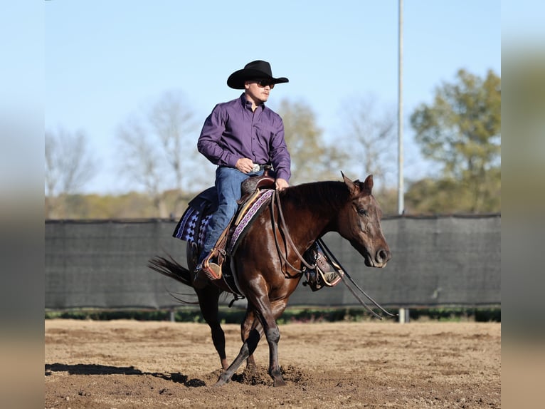 American Quarter Horse Klacz 6 lat 147 cm Ciemnokasztanowata in Buffalo
