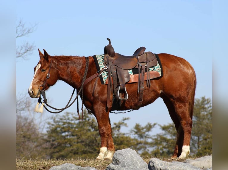 American Quarter Horse Klacz 6 lat 147 cm Cisawa in Allenwood, PA