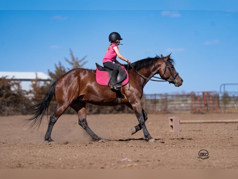 American Quarter Horse Klacz 6 lat 147 cm Gniada in Canyon, TX