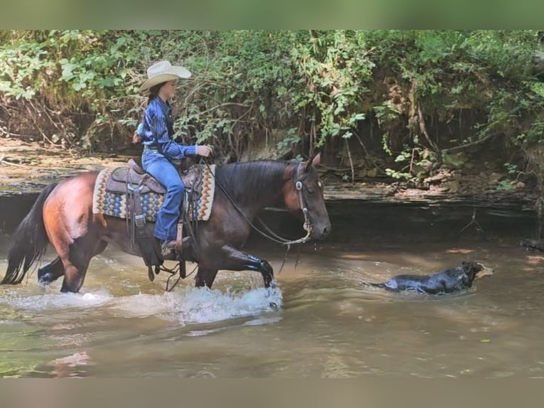 American Quarter Horse Klacz 6 lat 147 cm Gniada in Robards, KY