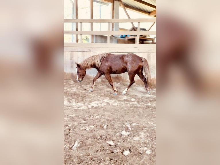 American Quarter Horse Klacz 6 lat 147 cm Kasztanowata in Boxberg