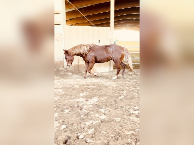 American Quarter Horse Klacz 6 lat 147 cm Kasztanowata in Boxberg