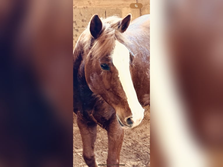 American Quarter Horse Klacz 6 lat 147 cm Kasztanowata in Boxberg