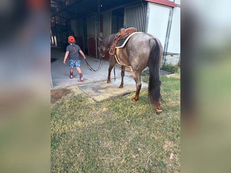 American Quarter Horse Klacz 6 lat 147 cm Kasztanowatodereszowata in Whitesboro, TX