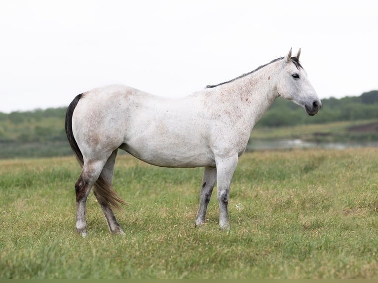 American Quarter Horse Klacz 6 lat 147 cm Siwa in Dublin