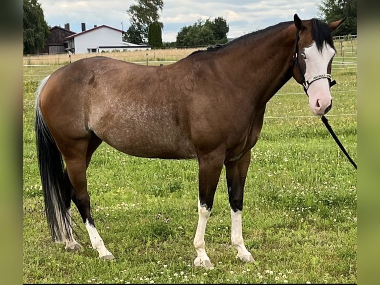 American Quarter Horse Klacz 6 lat 147 cm Srokata in Burladingen