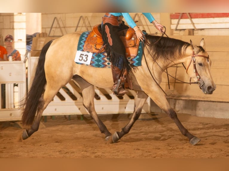 American Quarter Horse Klacz 6 lat 148 cm Bułana in Greifenstein